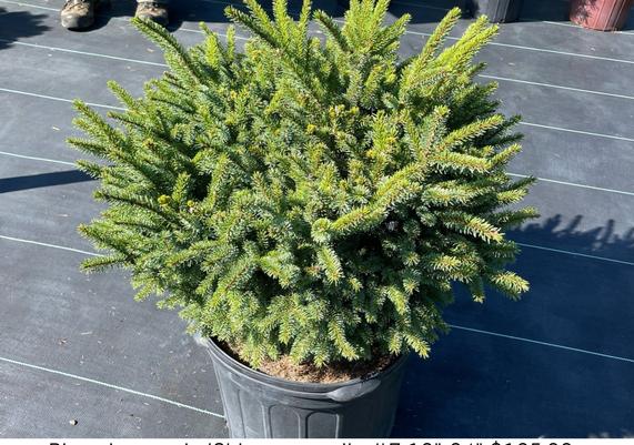 Picea jezoensis 'Chitsosumani'