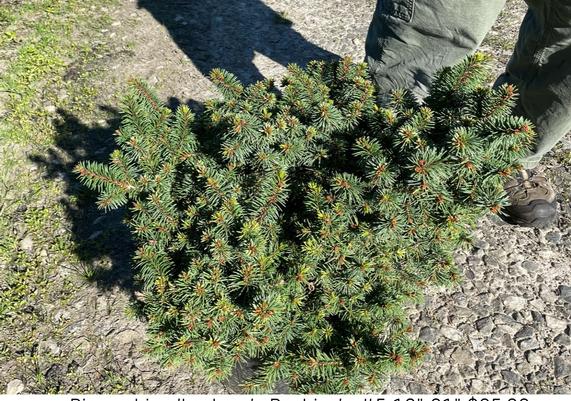 Picea abies 'Lanham's Beehive'
