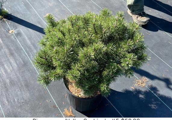 Pinus mugo 'Valley Cushion'