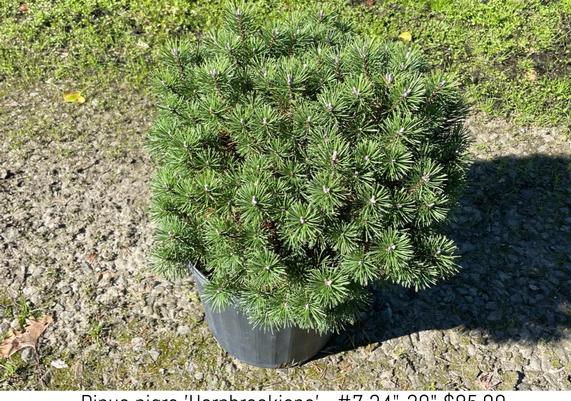 Pinus nigra 'Hornbrookiana'