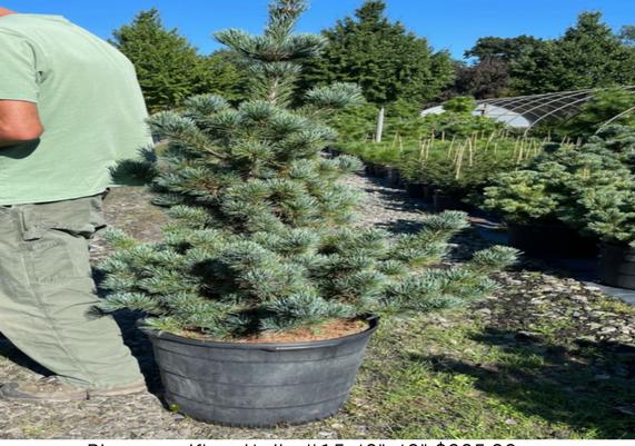 Pinus parviflora 'Aoi'