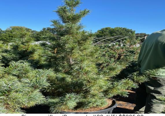 Pinus parviflora 'Bergman'