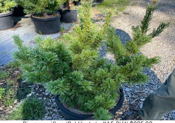 Pinus parviflora 'Goldilocks'