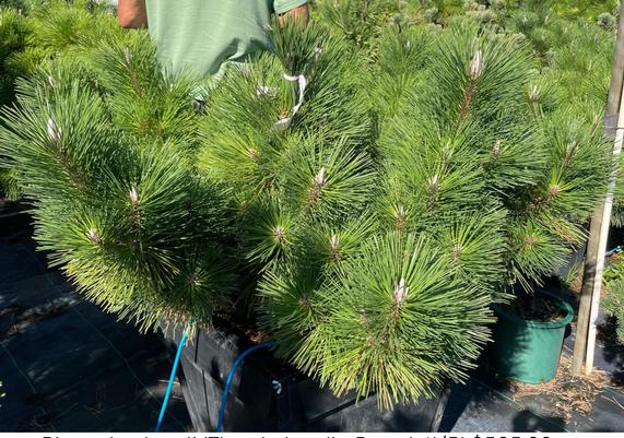 Pinus thunbergii 'Thunderhead'