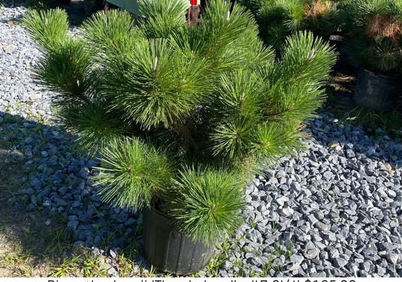 Pinus Thunderhead