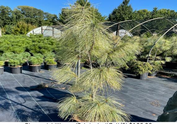 Pinus wichillianna 'Zebrina'
