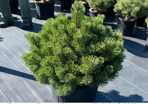 Pinus mugo 'Sherwood Compacta'
