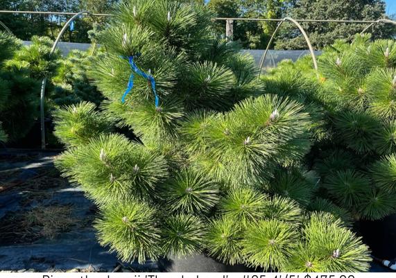 Pinus nigra 'Thunderhead'