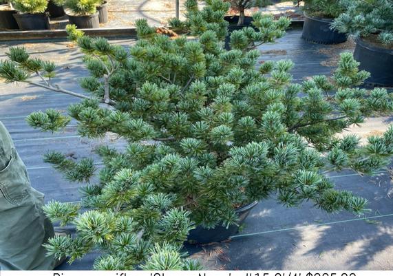 Pinus parviflora 'Glauca Nana' #15 3-4ft