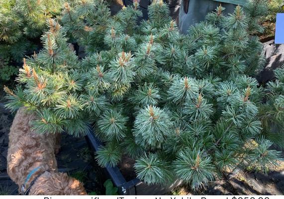 Pinus parviflora 'Tanima-No-Yuki'