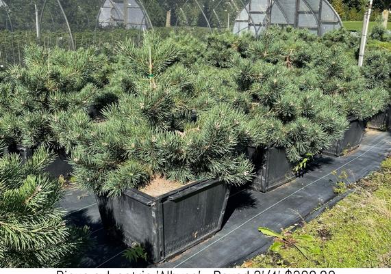 Pinus sylvestris 'Albynn'