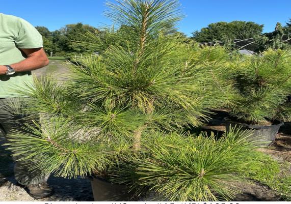 Pinus thunbergi 'Ogon' #15 4-5ft