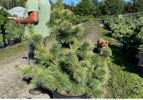 Pinus thunbergii 'Goldilocks'